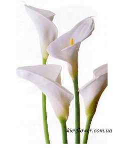 Кали — Скласти свій букет купити з доставкою в KievFlower.  Артикул: 7011